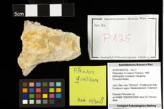 Foto (Objekt + Etiketten) von Pithontoton cf. rusticum (Patrulius, 1966) 